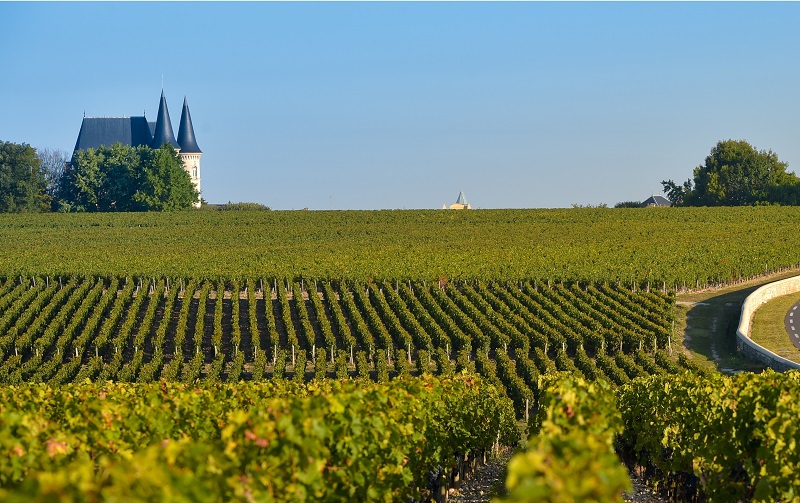 Bordeaux Vineyard Bordeaux Vineyard